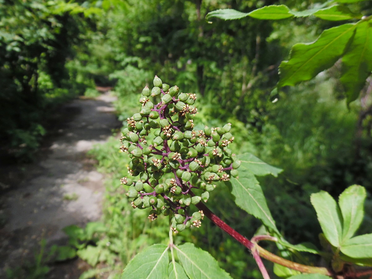 Изображение особи Sambucus racemosa.