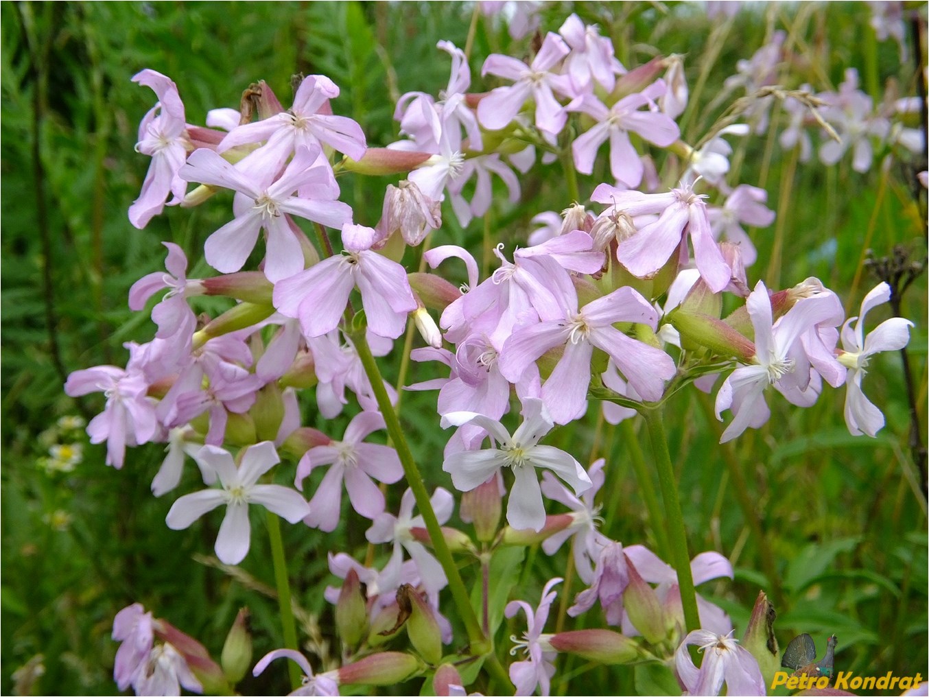 Изображение особи Saponaria officinalis.