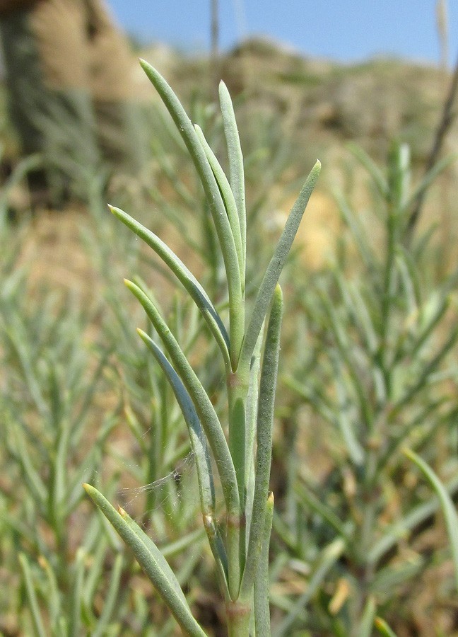 Изображение особи Gypsophila capitata.