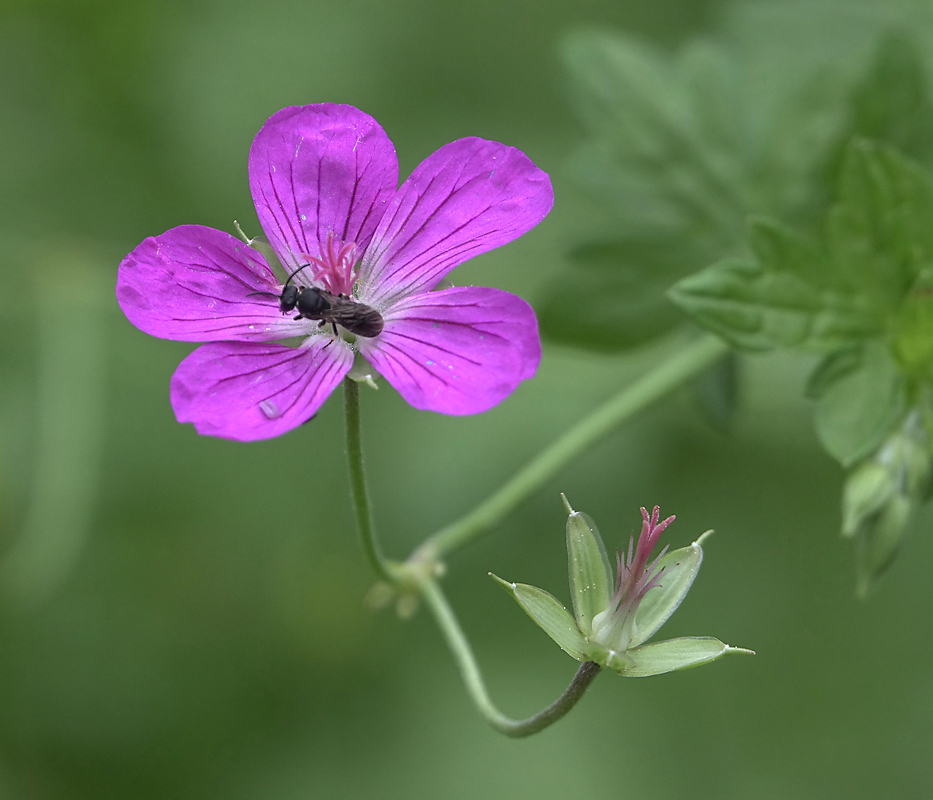 Изображение особи Geranium palustre.