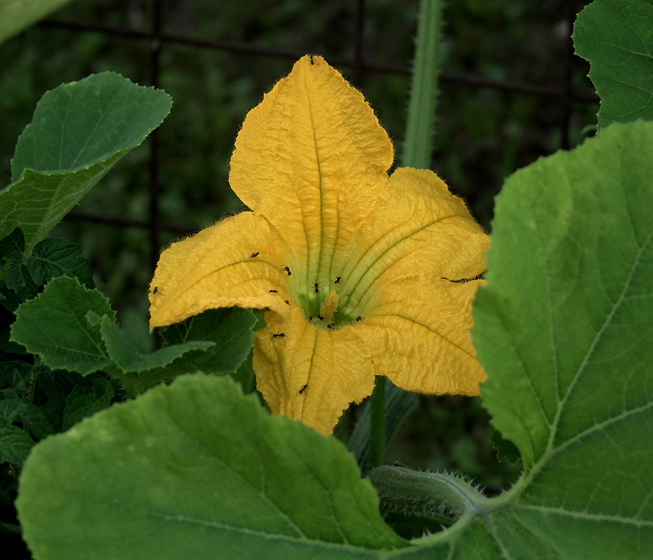 Image of Cucurbita pepo specimen.