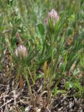 Trifolium angustifolium