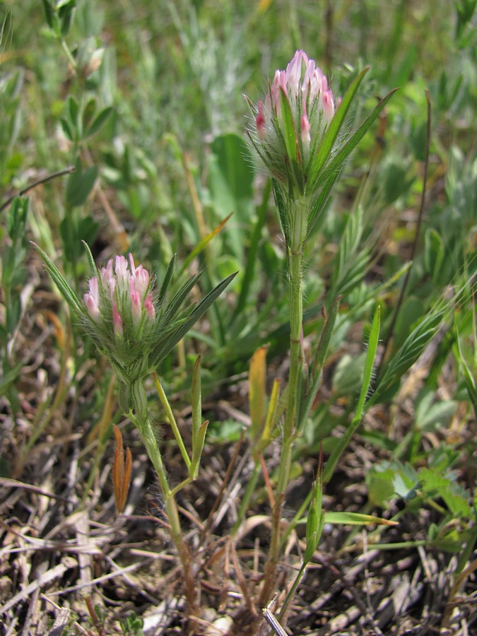 Изображение особи Trifolium angustifolium.