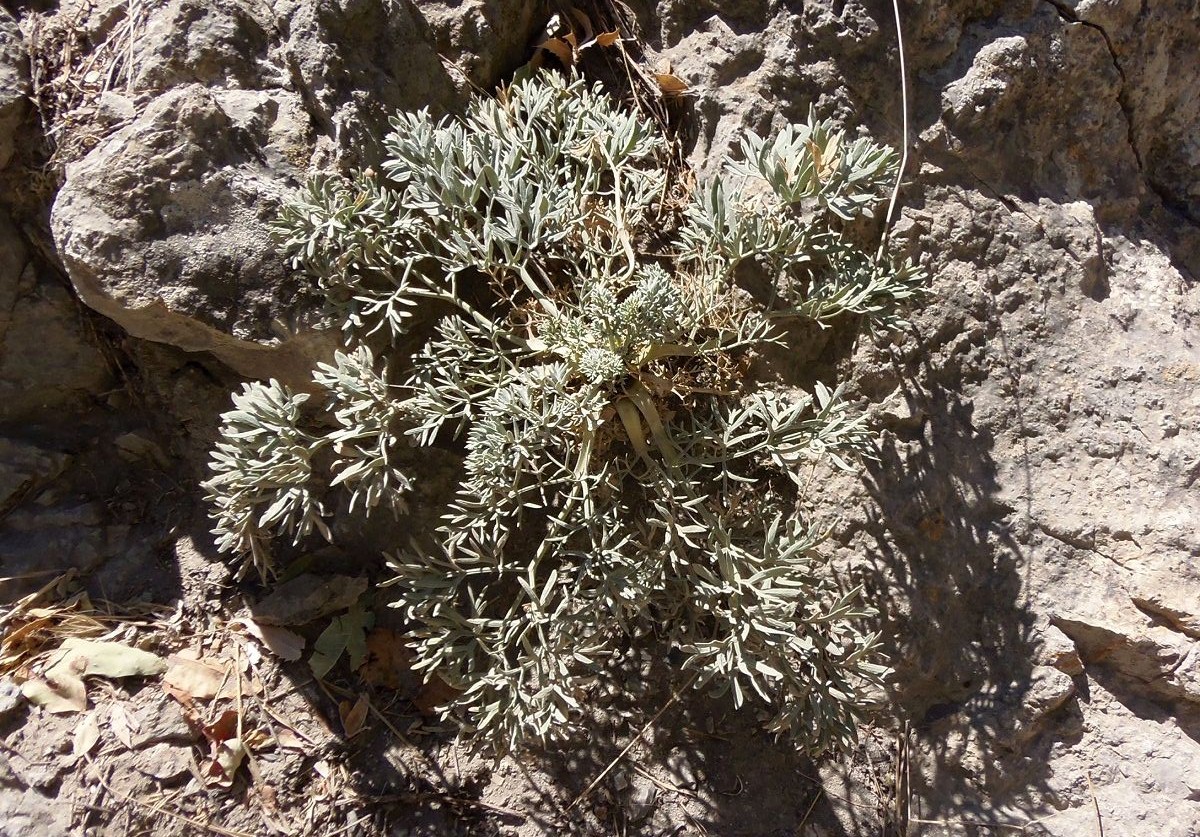 Image of Seseli gummiferum specimen.