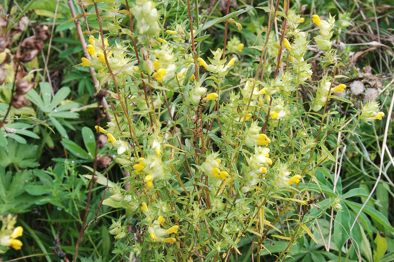 Изображение особи Rhinanthus serotinus.