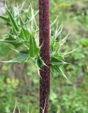 Cirsium obvallatum. Часть побега. Кабардино-Балкария, Эльбрусский р-н, долина р. Ирикчат, ок. 2800 м н.у.м., субальпийский луг. 06.08.2018.