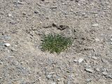 Zygophyllum rosowii. Плодоносящее растение в лунке выветривания. Таджикистан, Горно-Бадахшанская автономная обл., Мургабский р-н, окр. сельской общины (кишлака) Каракуль; Восточный Памир, денудационный шлейф западного макросклона Сарыкольского хребта, восточный берег оз. Каракуль; верхний пояс пустошных солончаков (высокогорная галофитная пустыня) на сползающих в озёрную котловину продуктах эрозии, выс. 3930 м н.у.м. 16 августа 2018 г.