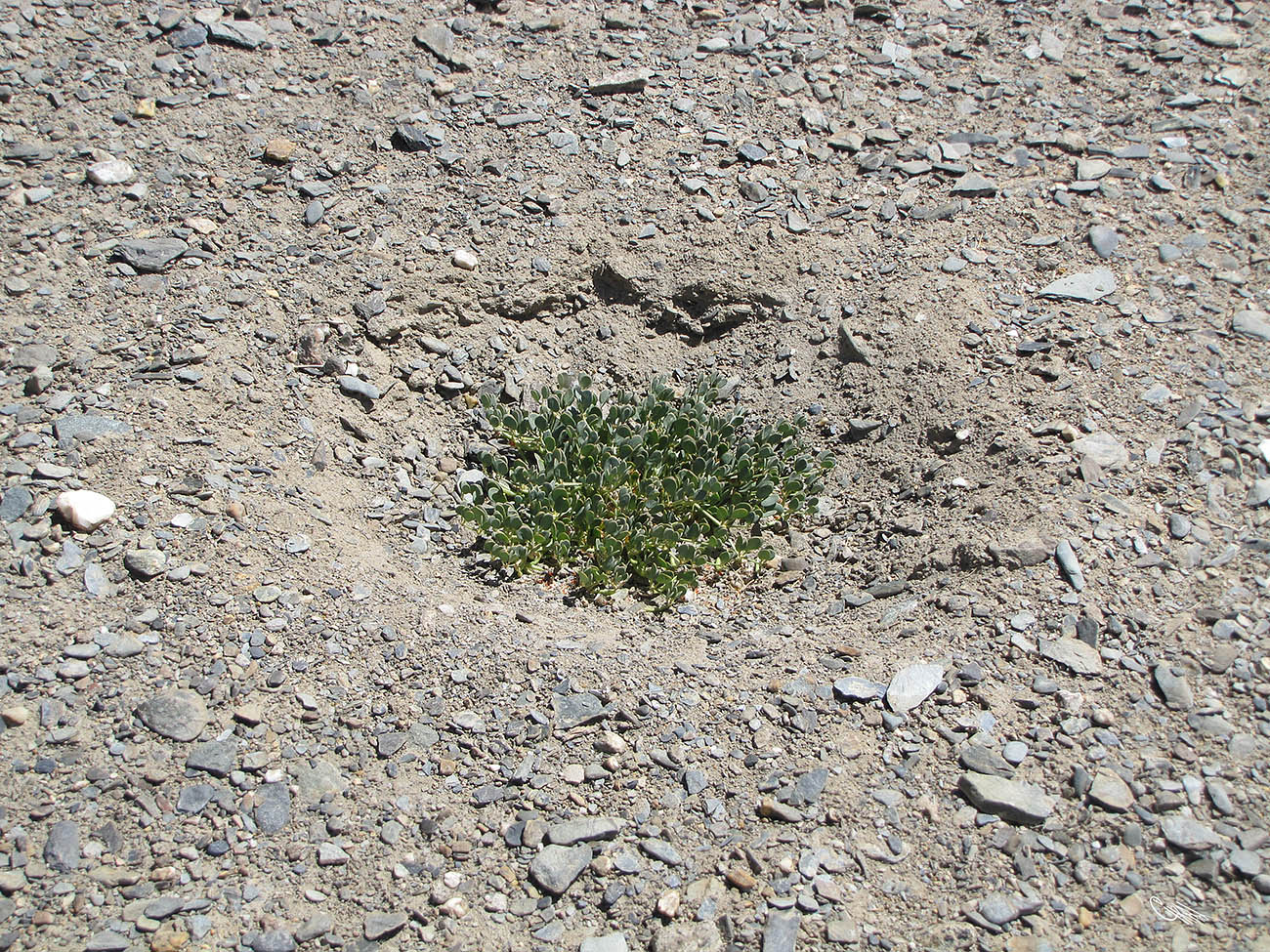 Image of Zygophyllum rosovii specimen.