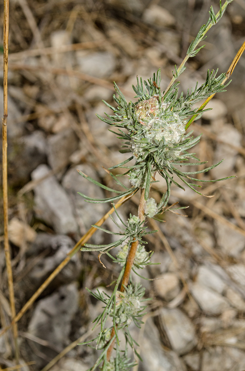 Изображение особи Artemisia commutata.