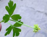 Adoxa moschatellina