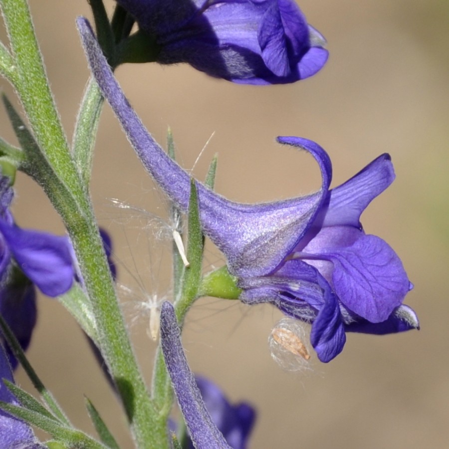 Image of genus Consolida specimen.