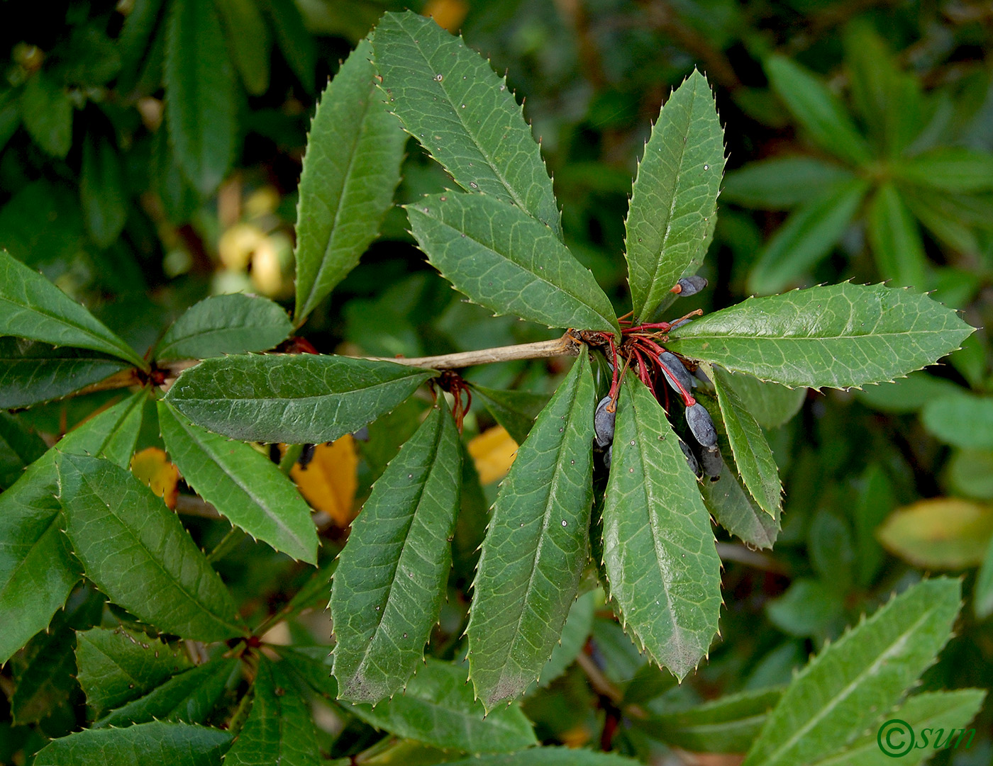Image of Berberis julianae specimen.