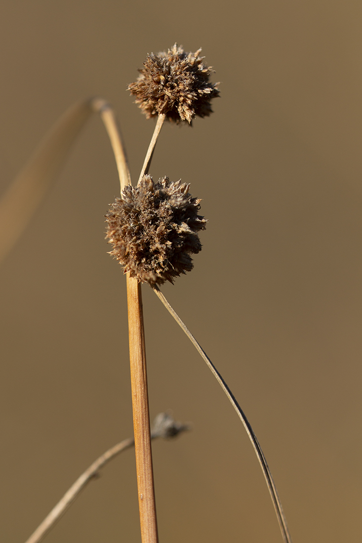 Image of Scirpoides holoschoenus specimen.