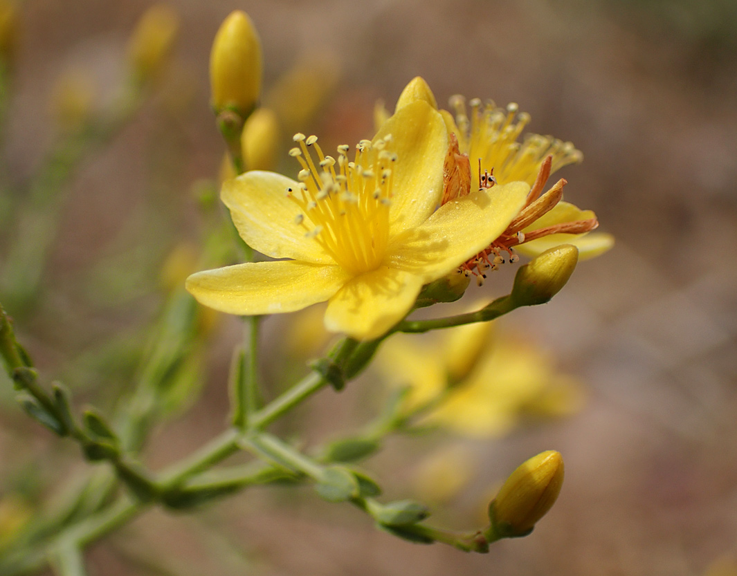 Image of Hypericum triquetrifolium specimen.