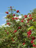 Sambucus racemosa. Плодоносящие ветви. Ленинградская обл., Волосовский р-н, разнотравно-злаковый суходольный луг на известняке, откос дренажной канавы у обочины грунтовой дороги. 14.07.2018.