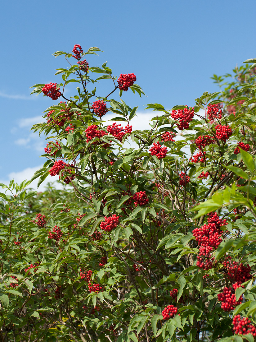 Изображение особи Sambucus racemosa.