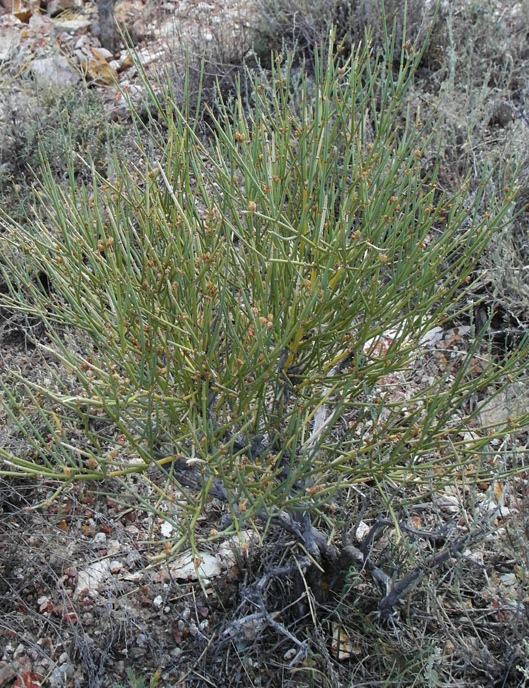 Изображение особи Ephedra lomatolepis.