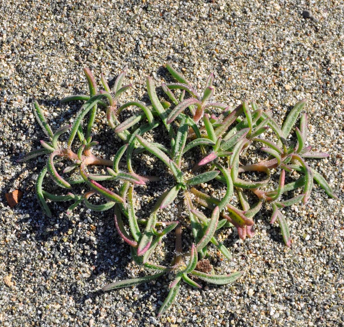 Image of Plantago sarcophylla specimen.