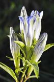 Gentiana kirilowii