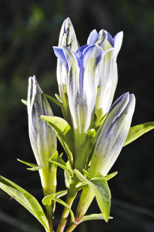 Image of Gentiana kirilowii specimen.