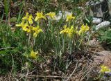 Iris humilis