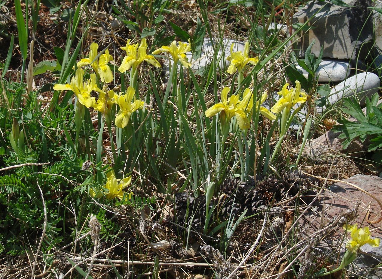 Изображение особи Iris humilis.