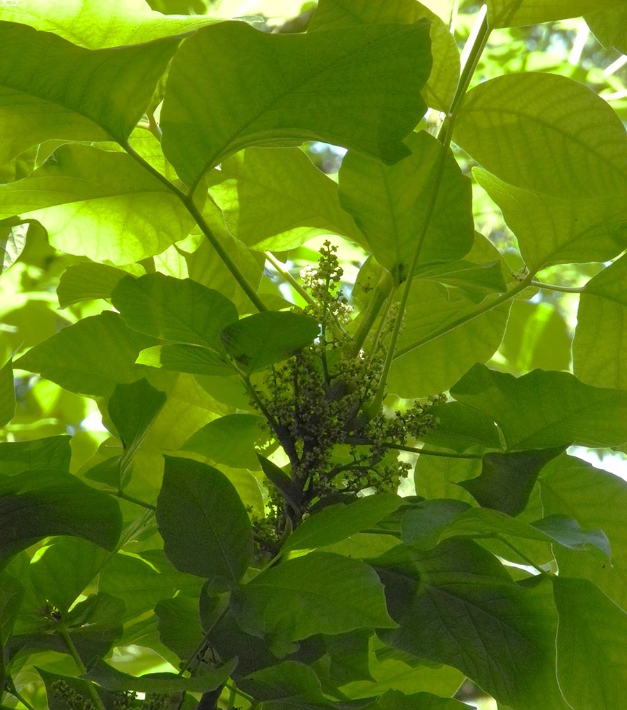 Изображение особи Toxicodendron radicans.