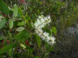 Melaleuca leucadendra