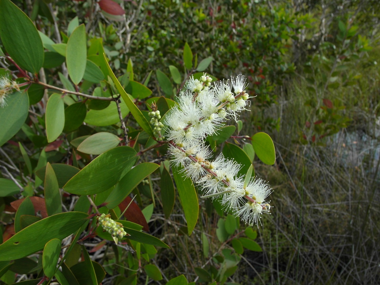 Изображение особи Melaleuca leucadendra.