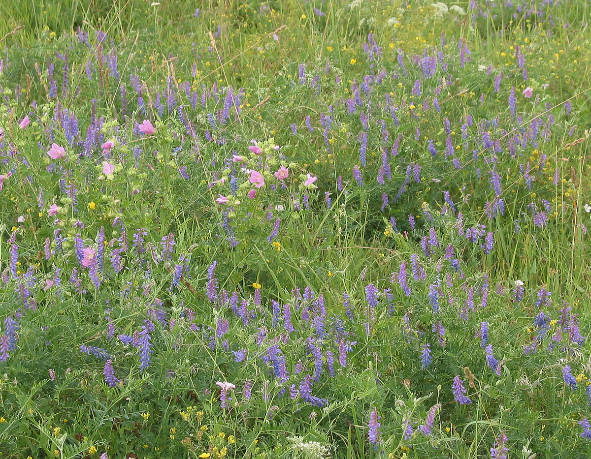 Изображение особи Vicia cracca.