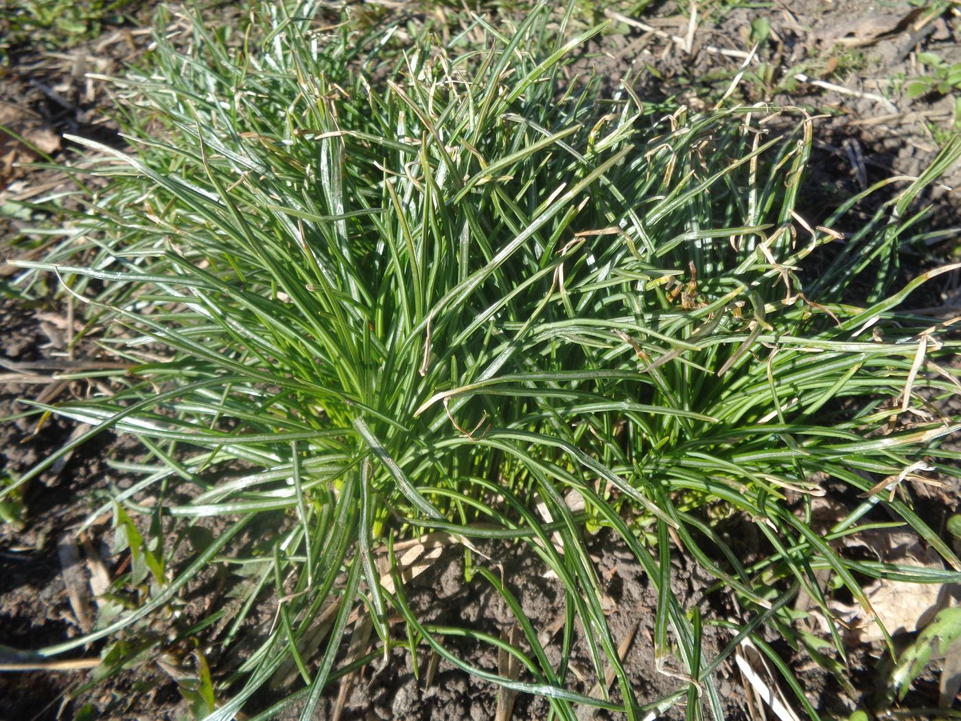 Image of genus Crocus specimen.