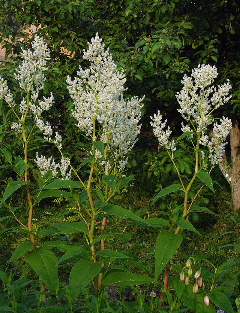 Изображение особи Aconogonon &times; fennicum.