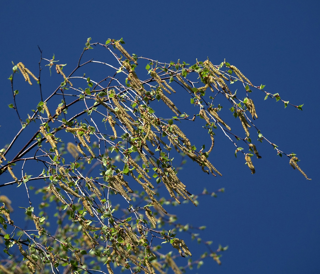 Изображение особи Betula pendula.