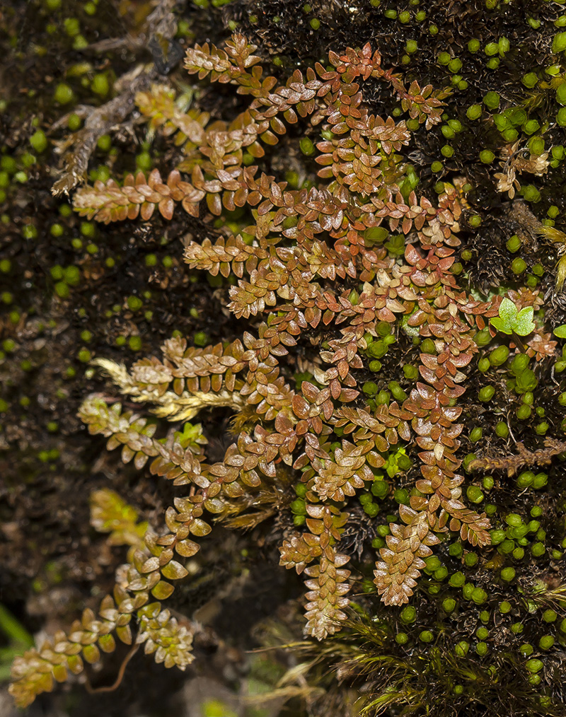 Image of Selaginella helvetica specimen.