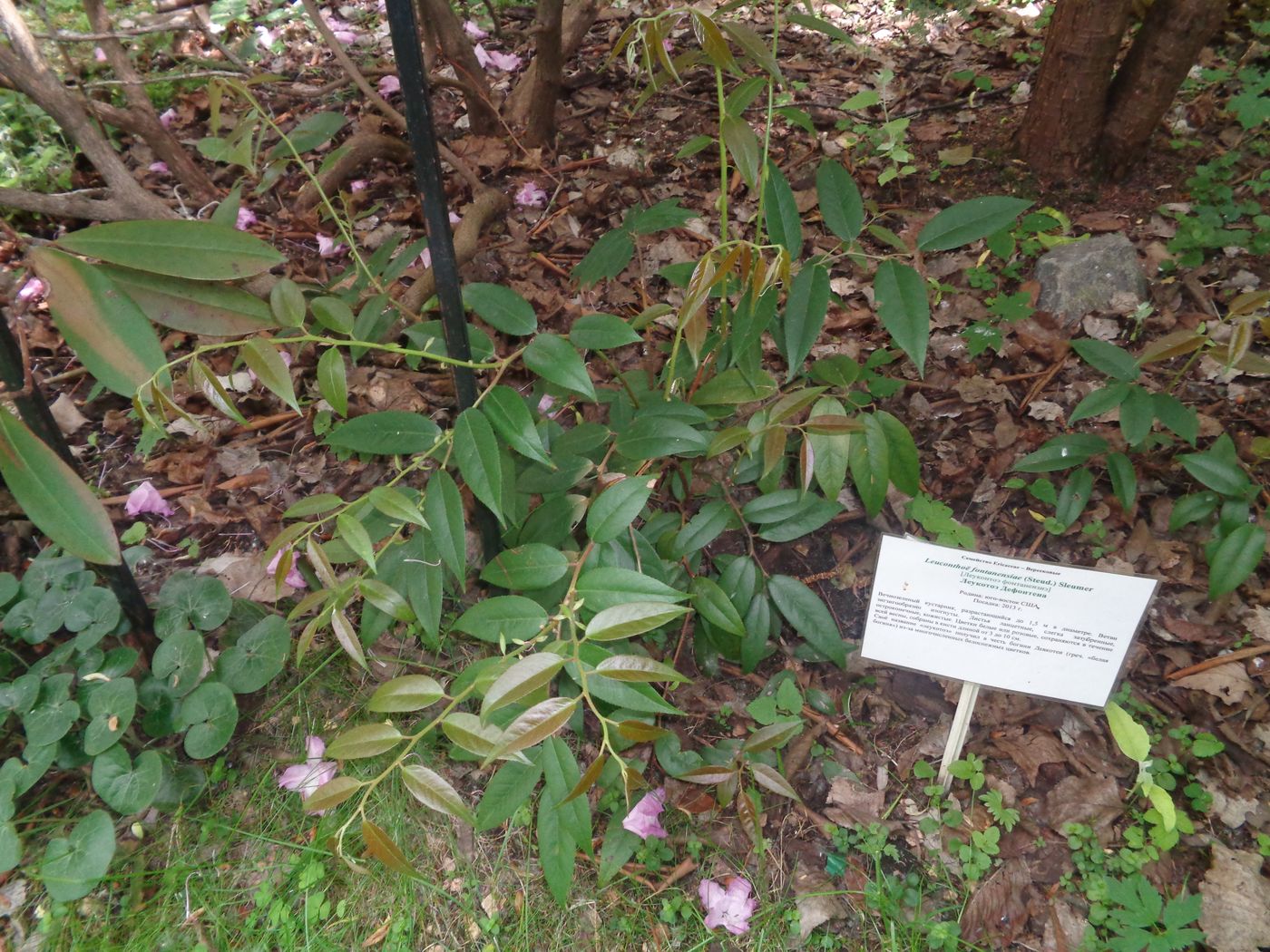 Image of Leucothoe fontanesiana specimen.