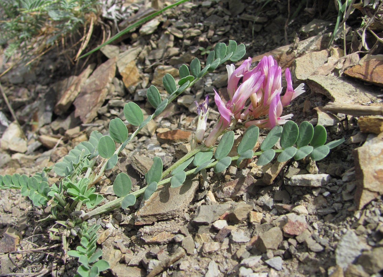 Изображение особи род Astragalus.