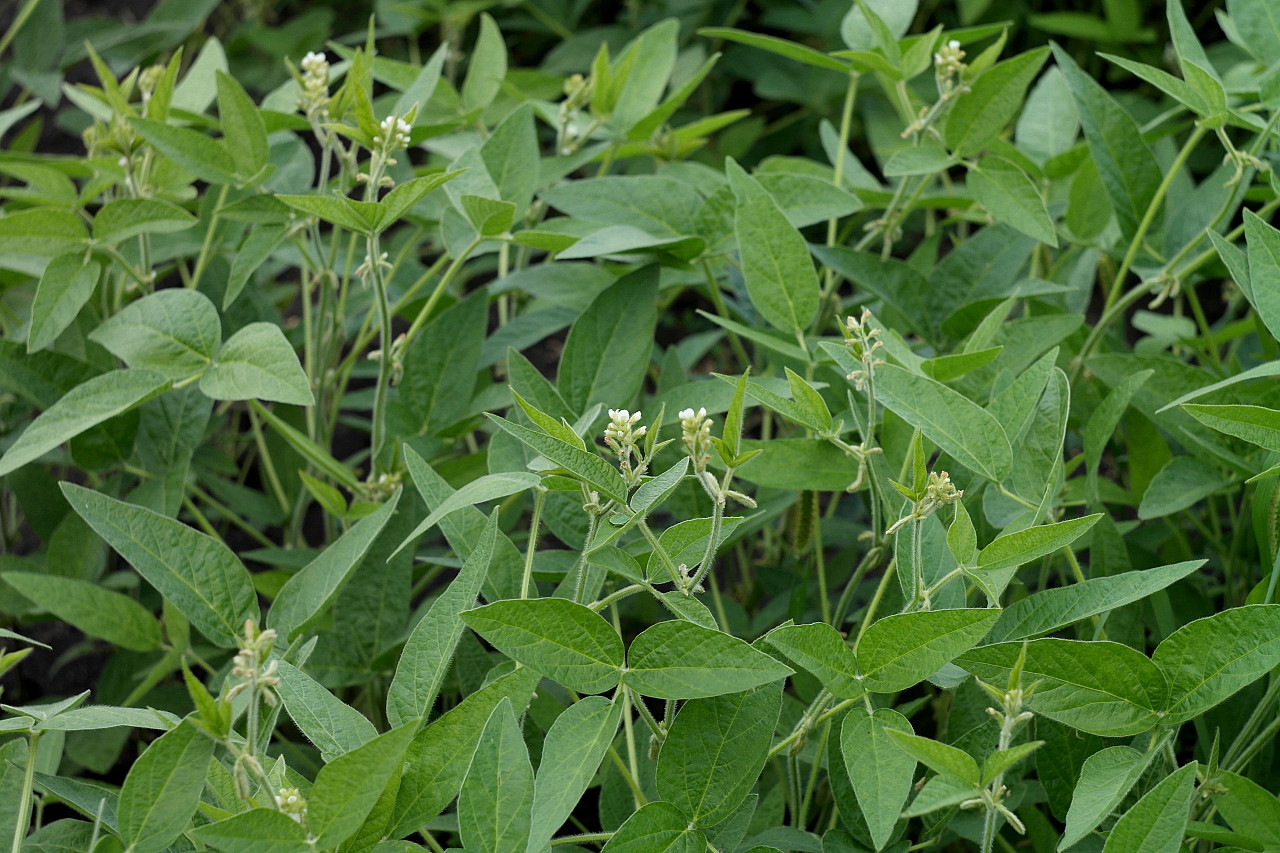 Image of Glycine max specimen.