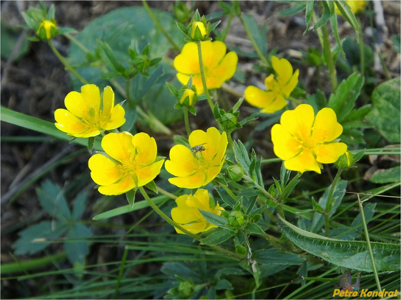 Image of Potentilla aurea specimen.