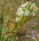 Oxytropis hippolyti