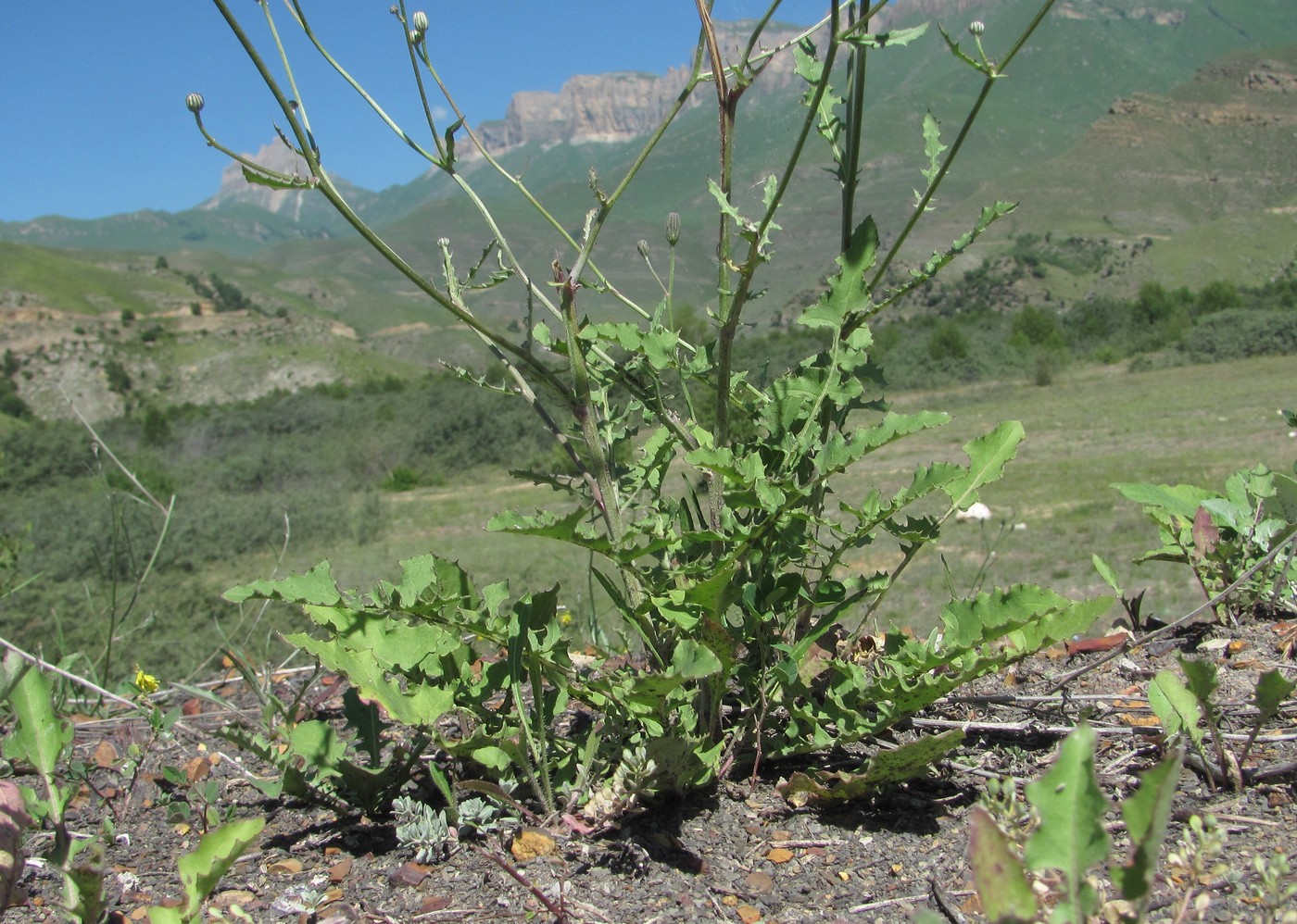 Изображение особи Crepis sonchifolia.