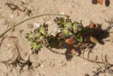 Plantago sarcophylla