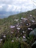 Gypsophila patrinii