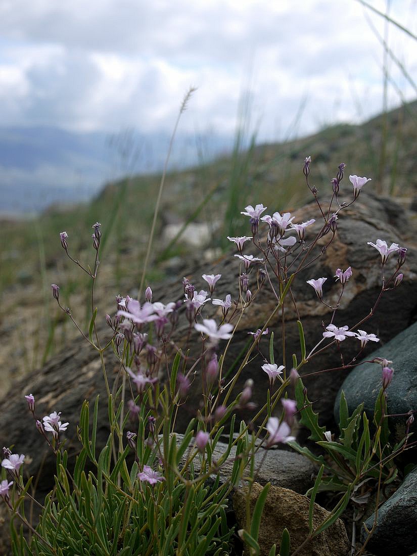 Image of Gypsophila patrinii specimen.