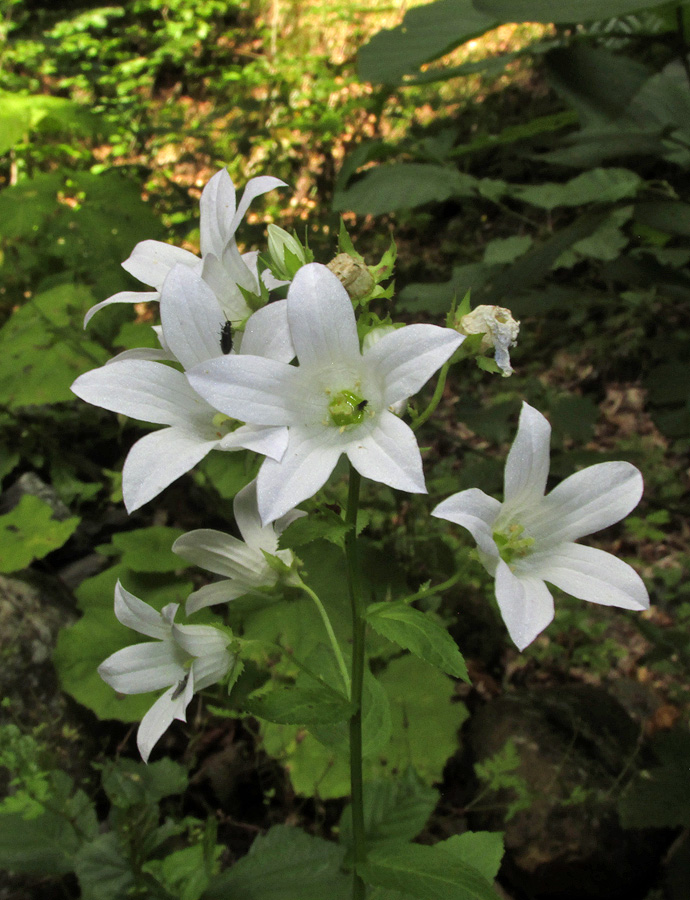 Image of Gadellia lactiflora specimen.