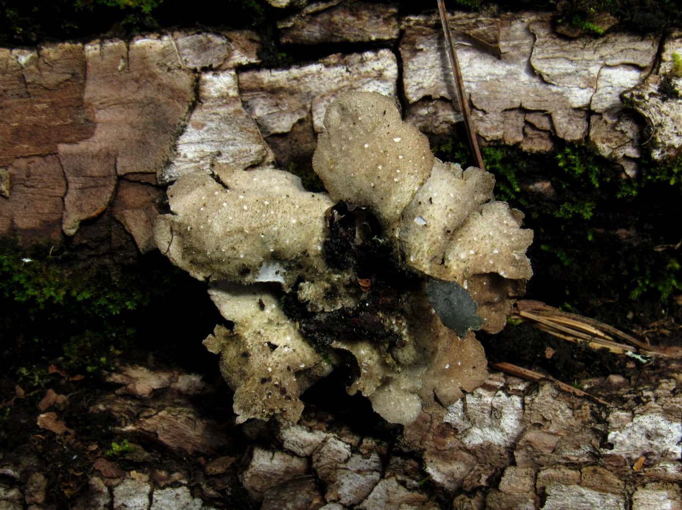 Image of Sticta limbata specimen.