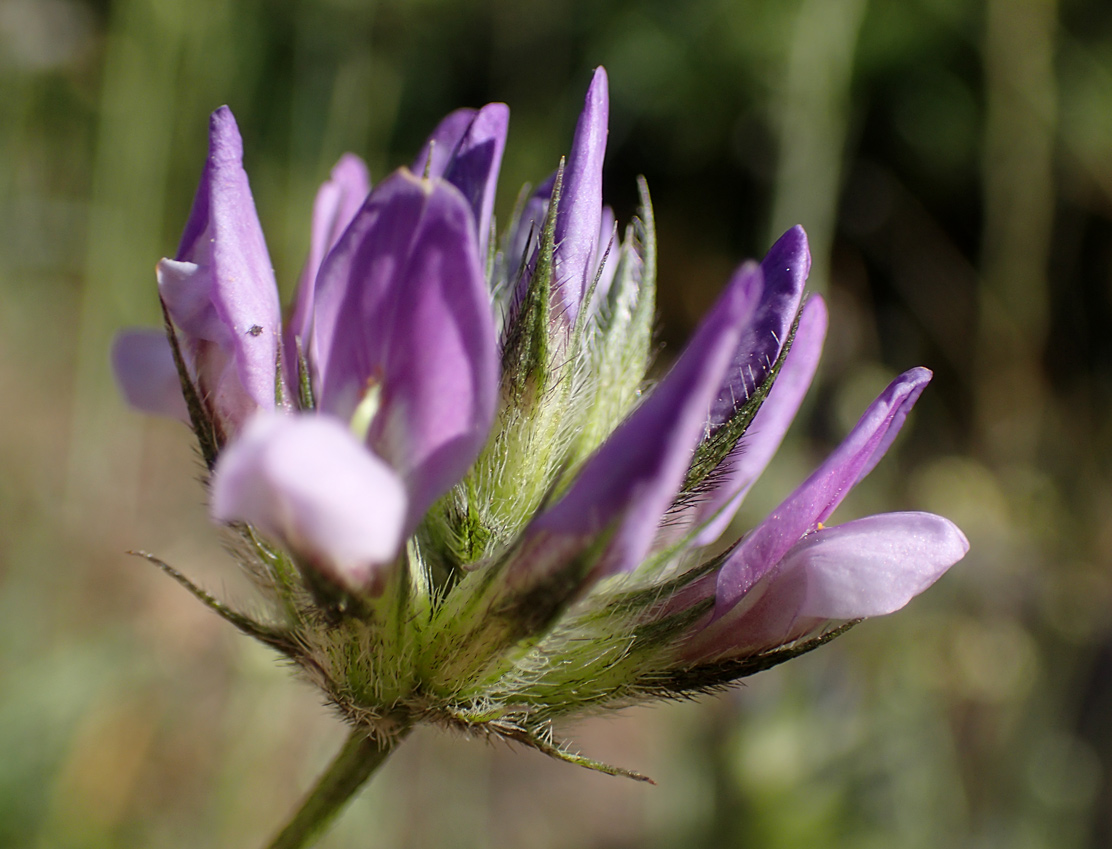 Изображение особи Psoralea bituminosa.