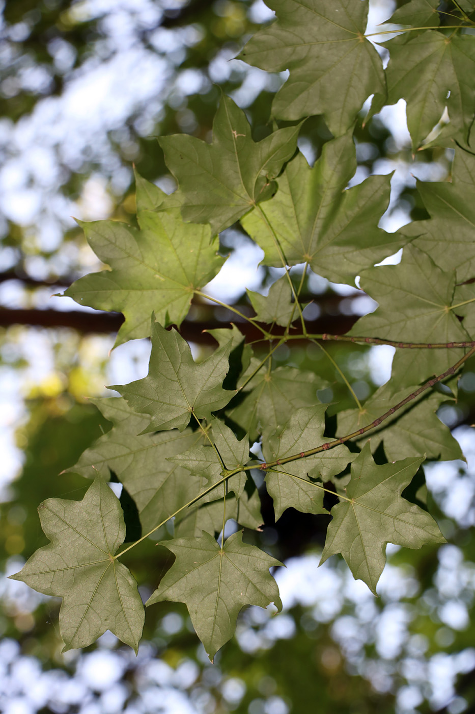 Image of Acer cappadocicum specimen.