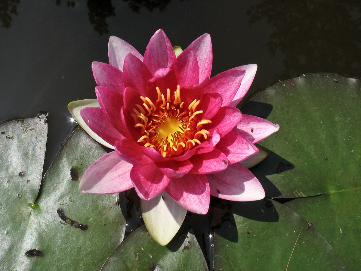 Image of Nymphaea &times; marliacea specimen.