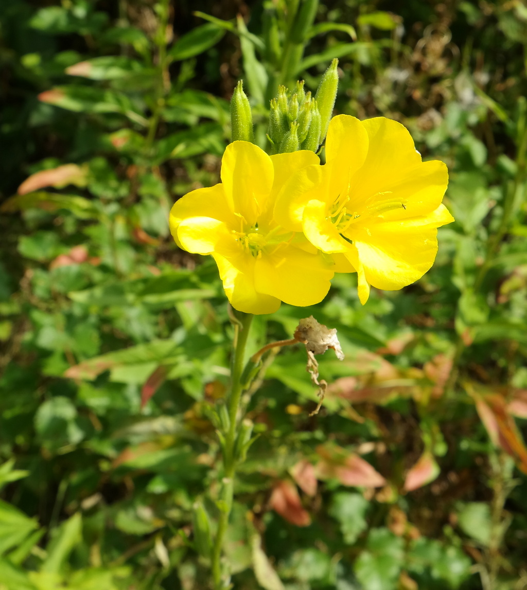 Image of Oenothera biennis specimen.