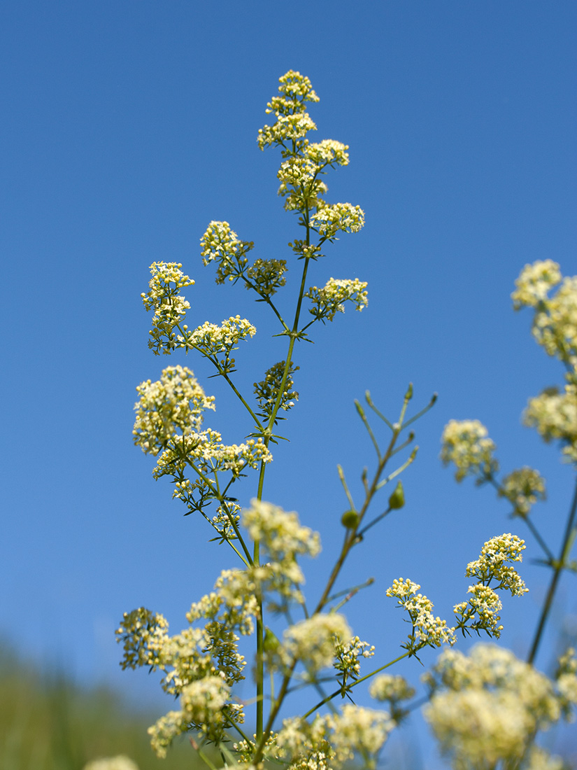 Изображение особи Galium &times; pomeranicum.